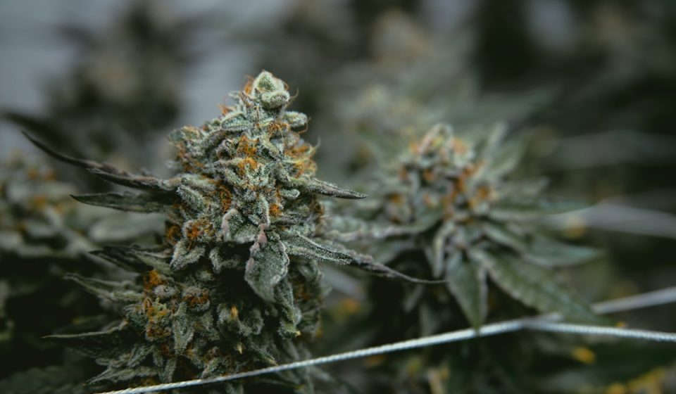 Medicinal Cannabis Matters: Friday Roundup - 19 June 2026