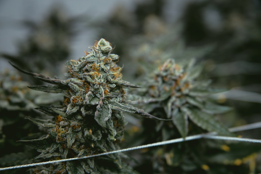 Medicinal Cannabis Matters: Friday Roundup - 19 June 2026 32 Medicinal Cannabis Matters: Friday Roundup - 19 June 2026