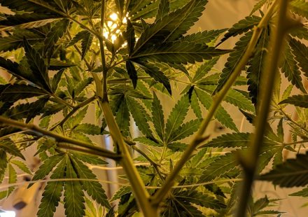 What New Research Says About Cannabis And Testosterone
