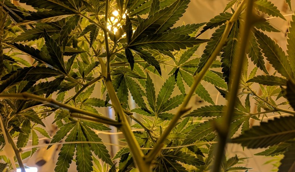 What New Research Says About Cannabis And Testosterone