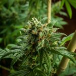 Medical Marijuana & Driving Performance
