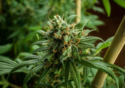 Medical Marijuana & Driving Performance
