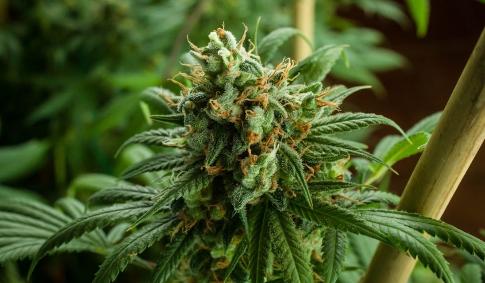 Medical Marijuana & Driving Performance