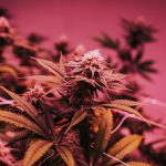 What's in your weed? Study finds issues with labelling, tracking cannabis