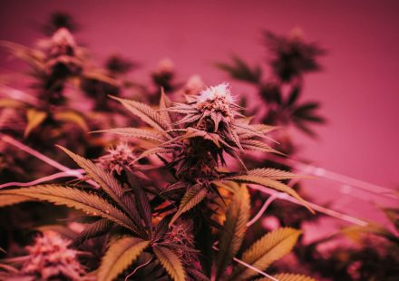 What's in your weed? Study finds issues with labelling, tracking cannabis