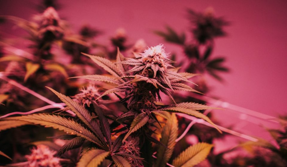 What's in your weed? Study finds issues with labelling, tracking cannabis