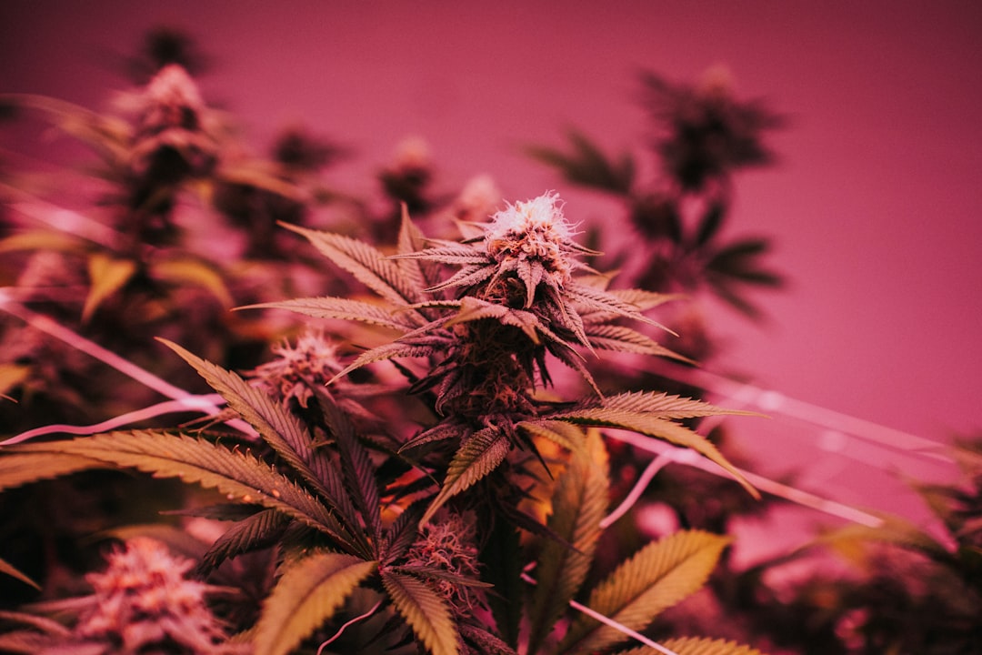 What’s in your weed? Study finds issues with labelling, tracking cannabis