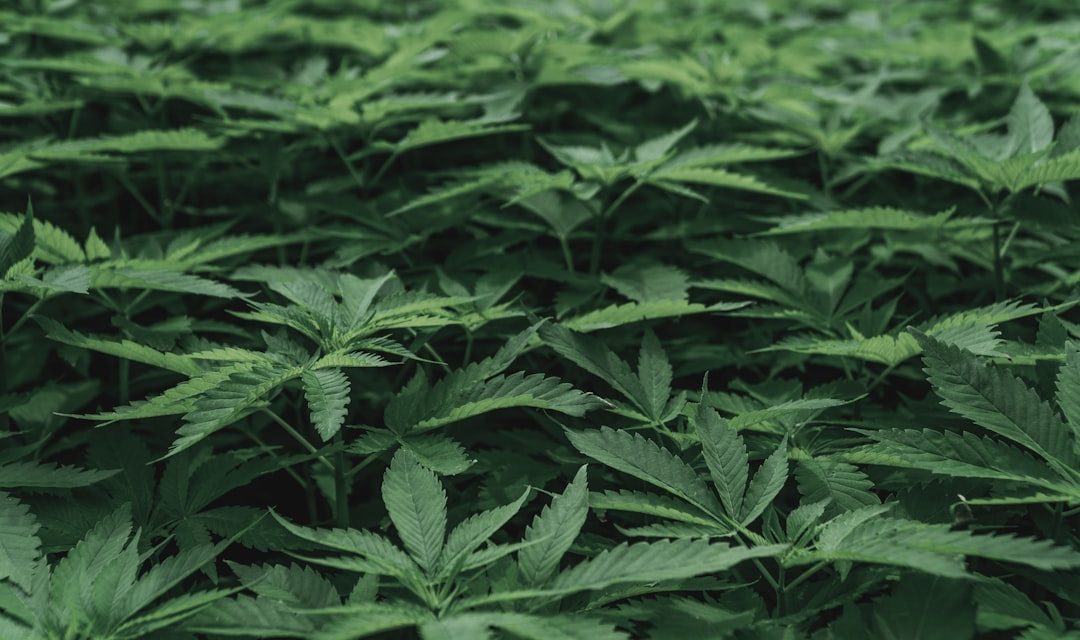 The Cannabis Industry's Growing Pains: Complacency Is the Greatest Threat to Legalization