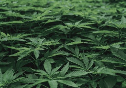 The Cannabis Industry's Growing Pains: Complacency Is the Greatest Threat to Legalization