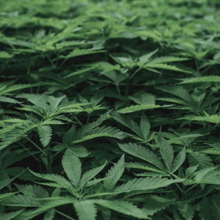 The Cannabis Industry's Growing Pains: Complacency Is the Greatest Threat to Legalization