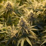 They're Calling It Hemp, Cannabis Medicine. Pesticides, Mycotoxins, Fraudulent Lab ...