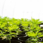 DOJ reschedules medical marijuana; states face new uncertainty - KOTA