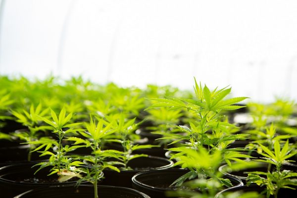 CED Clinic: Personalized Cannabis Medicine 386 DOJ reschedules medical marijuana; states face new uncertainty – KOTA
