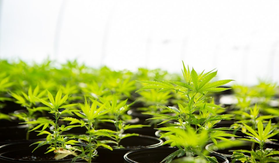 DOJ reschedules medical marijuana; states face new uncertainty - KOTA