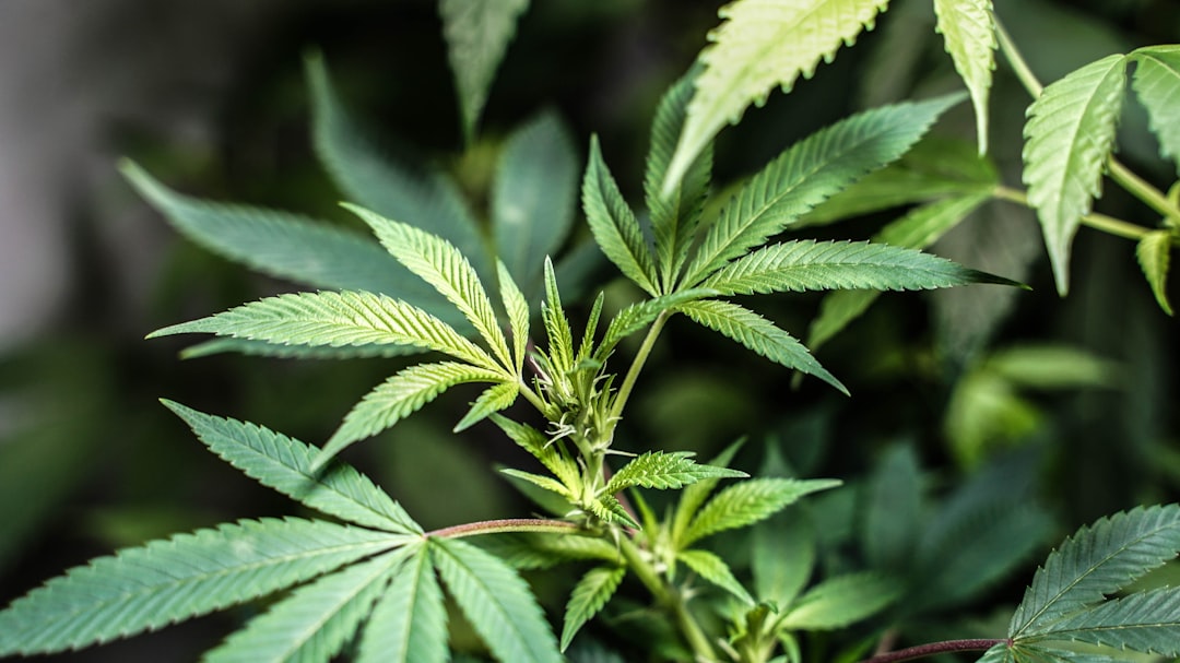 CED Clinic: Personalized Cannabis Medicine 315 CED Cannabis Science Digest: 3 Clinical-Caution Cannabis Signals Worth Watching