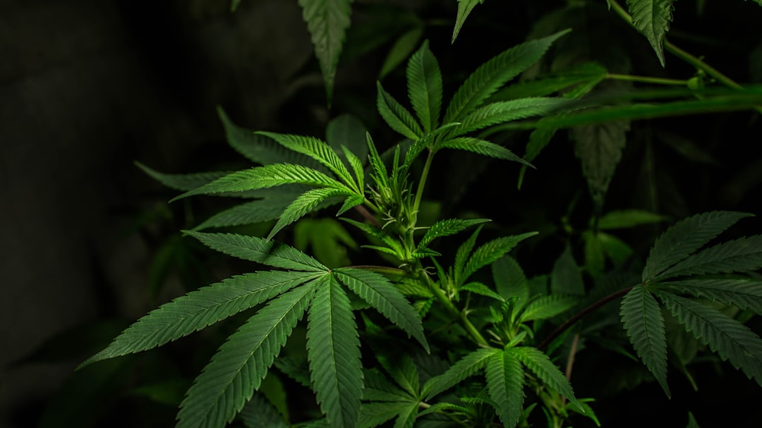 Cannabis Attorney Shawn Hauser Discusses TSA Medical Marijuana Policy Following ...