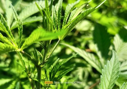 Governor Ayotte vetoes bipartisan bill to expand cultivation of medicinal marijuana