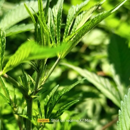 Governor Ayotte vetoes bipartisan bill to expand cultivation of medicinal marijuana