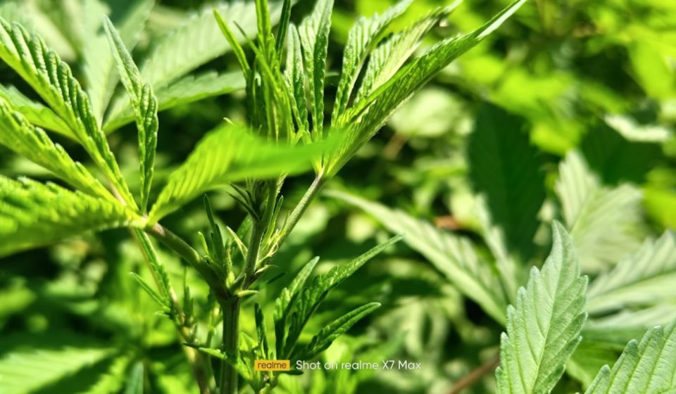 Governor Ayotte vetoes bipartisan bill to expand cultivation of medicinal marijuana