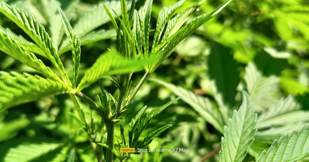 Governor Ayotte vetoes bipartisan bill to expand cultivation of medicinal marijuana