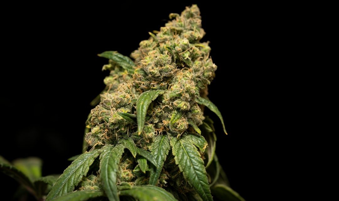 The Science Behind Cannabis: Latest Health Studies