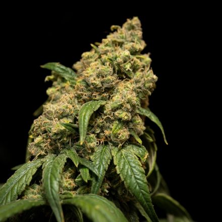 The Science Behind Cannabis: Latest Health Studies