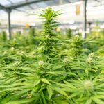 Study links commercial cannabis markets to increased addiction - News-Medical.Net