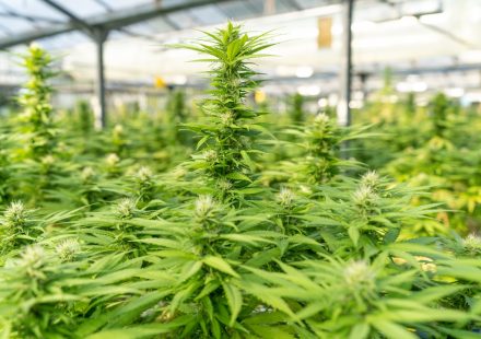 Study links commercial cannabis markets to increased addiction - News-Medical.Net