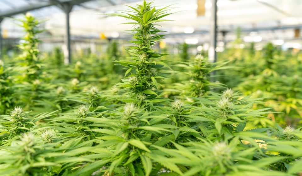 Study links commercial cannabis markets to increased addiction - News-Medical.Net