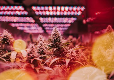 Are terpenes really driving cannabis effects?