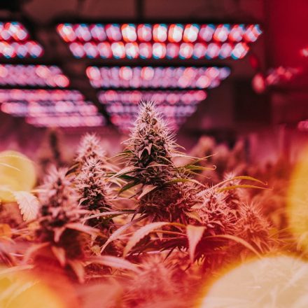Are terpenes really driving cannabis effects?