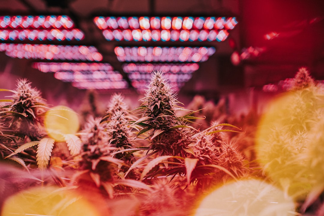 CED Clinic: Personalized Cannabis Medicine 357 Are terpenes really driving cannabis effects?