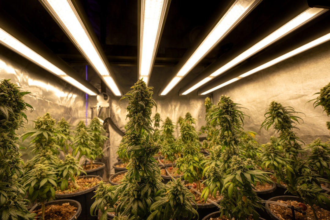 They're Calling It Hemp, Cannabis Medicine. Pesticides, Mycotoxins, Fraudulent Lab ... 31 They're Calling It Hemp, Cannabis Medicine. Pesticides, Mycotoxins, Fraudulent Lab ...