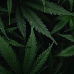 Our New Study Shows That The Science Of Cannabis And Sleep Extends Beyond THC (Op-Ed)