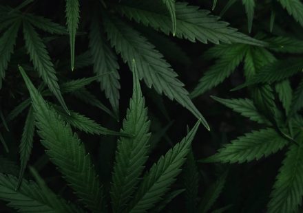 Our New Study Shows That The Science Of Cannabis And Sleep Extends Beyond THC (Op-Ed)