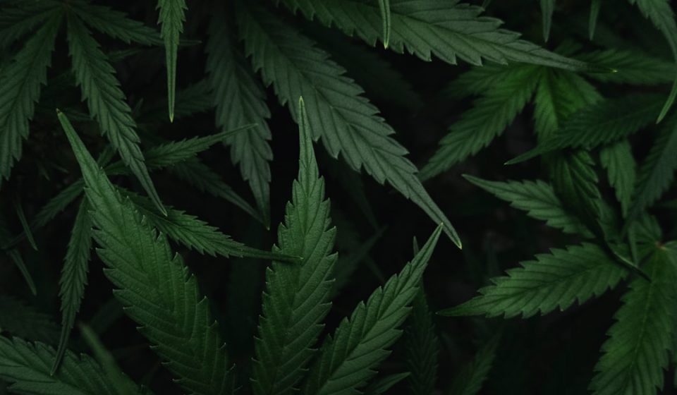 Our New Study Shows That The Science Of Cannabis And Sleep Extends Beyond THC (Op-Ed)