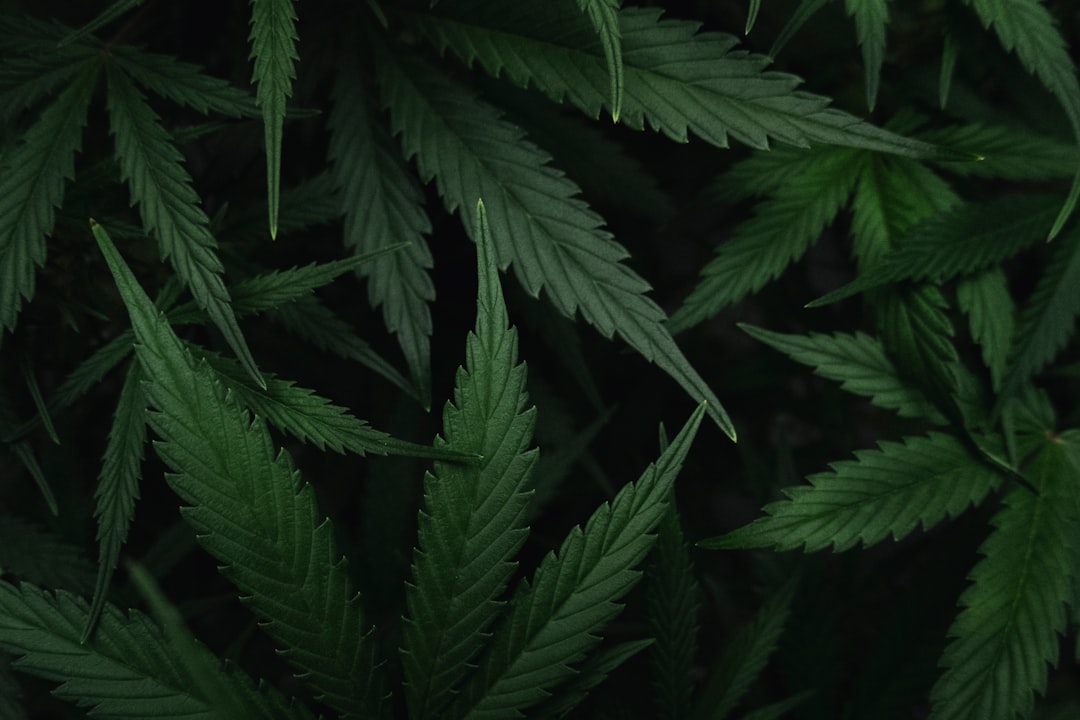 Our New Study Shows That The Science Of Cannabis And Sleep Extends Beyond THC (Op-Ed) 31 Our New Study Shows That The Science Of Cannabis And Sleep Extends Beyond THC (Op-Ed)