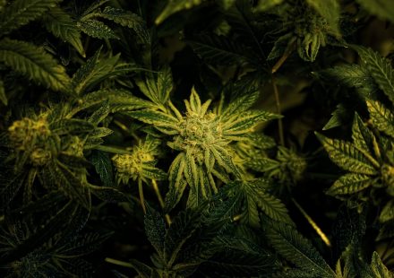 Medicinal Cannabis Draws Eyes as Oil Slides and Bond Yields Climb [FTSE AIM UK 50 INDEX]