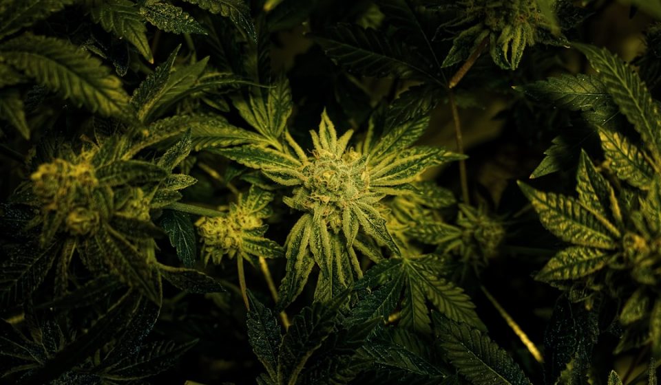 Medicinal Cannabis Draws Eyes as Oil Slides and Bond Yields Climb [FTSE AIM UK 50 INDEX]