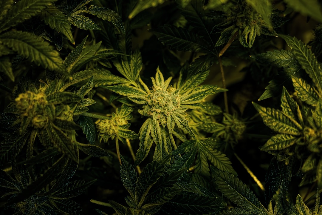 Medicinal Cannabis Draws Eyes as Oil Slides and Bond Yields Climb [FTSE AIM UK 50 INDEX]