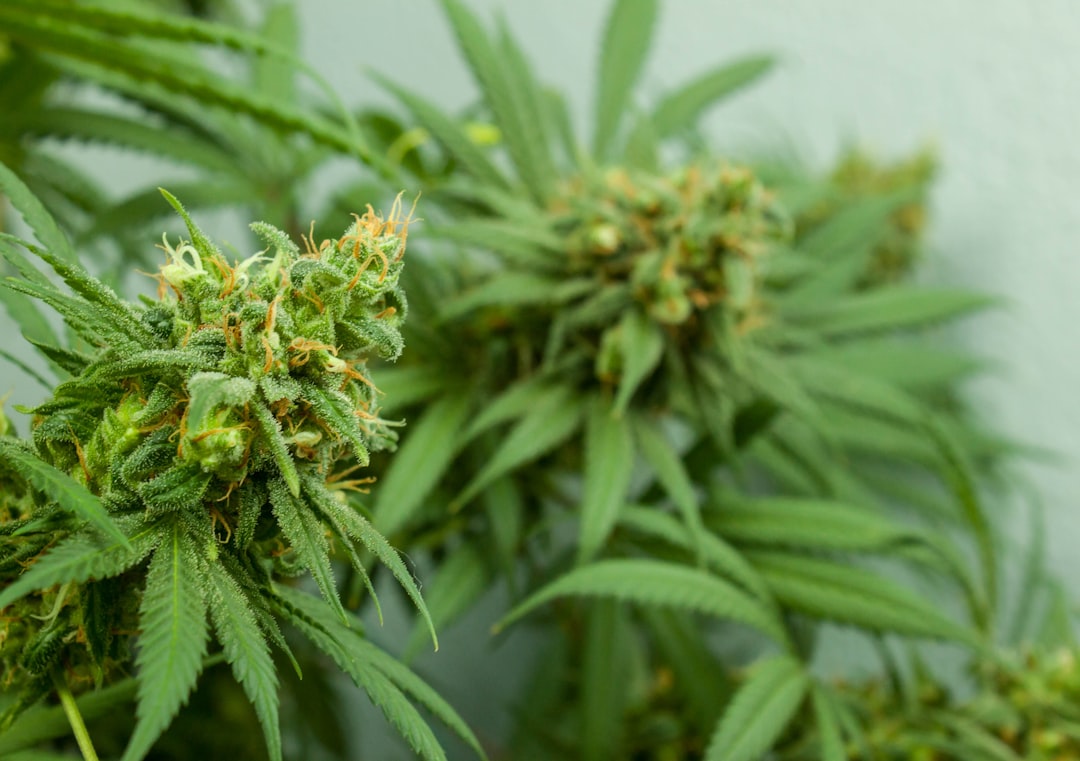 Cannabis Science Full Report: What a Five-Year Low Back Pain Cannabis Cohort Can and Cannot Tell Us