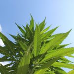 Cannabis Leaves Could Be Valuable Source of Antioxidant Compounds, New Study Finds