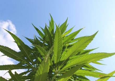 Cannabis Leaves Could Be Valuable Source of Antioxidant Compounds, New Study Finds