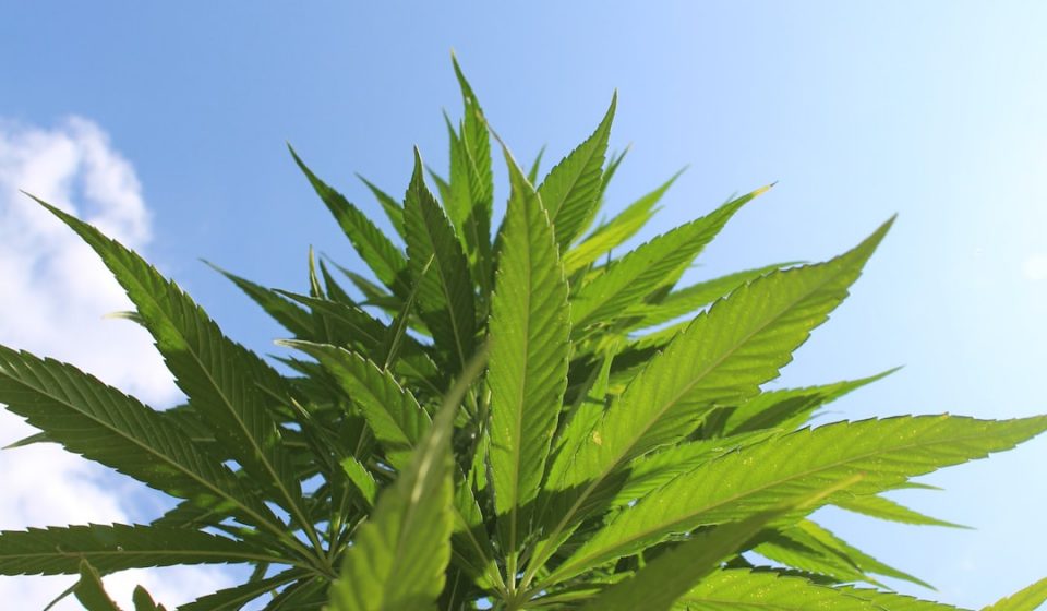 Cannabis Leaves Could Be Valuable Source of Antioxidant Compounds, New Study Finds