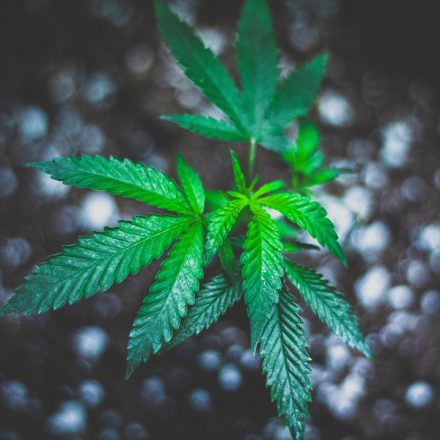 Washington - As cannabis use rises with few shared rules or routines, researchers are trying ...