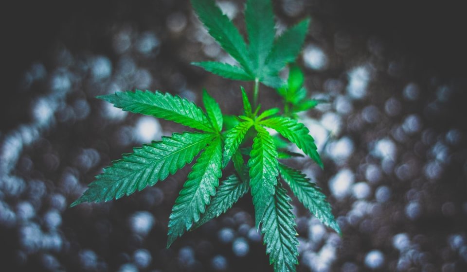 Washington - As cannabis use rises with few shared rules or routines, researchers are trying ...