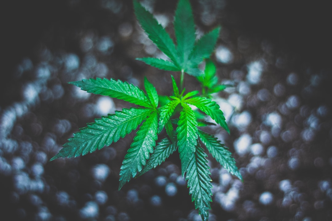 Washington - As cannabis use rises with few shared rules or routines, researchers are trying ...