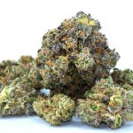 German Advocates: Cannabis Flowers Are Necessary For Medical Care