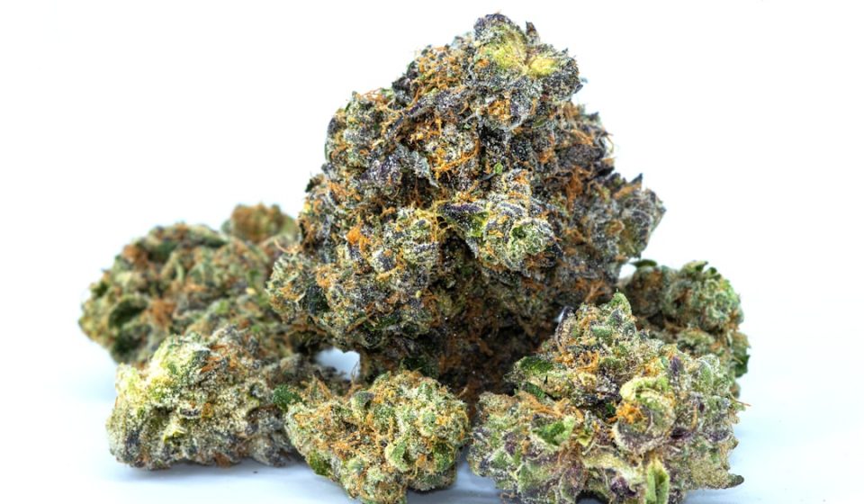 German Advocates: Cannabis Flowers Are Necessary For Medical Care