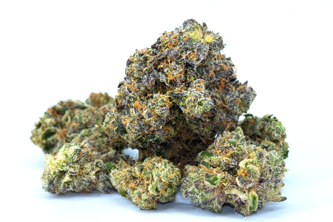German Advocates: Cannabis Flowers Are Necessary For Medical Care 32 German Advocates: Cannabis Flowers Are Necessary For Medical Care